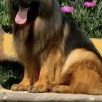 سگ ژرمن|سگ|تهران, پونک|دیوار