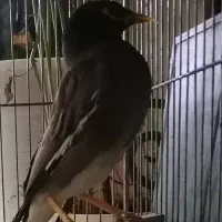 مینا با قفس|پرنده|شاهرود, |دیوار