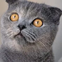 گربه اسکاتیش