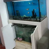 آکواریوم شرکتی