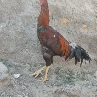خروس لاری