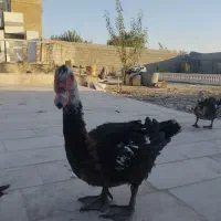 اردک ایسرائلی جوجه گلین اردک خارجی
