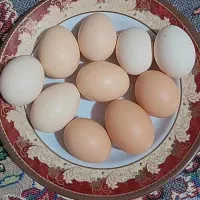 تخم مرغ کوردی