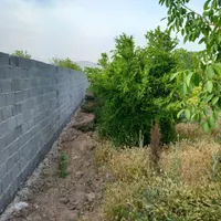 فروش زمین ۱۰۰۰ متری در ده بید|فروش زمین و ملک کلنگی|مرودشت, ده بید|دیوار