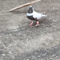 کفتر ابلغ طوقی