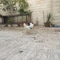 گلین|حیوانات مزرعه|تهران, مشیریه|دیوار