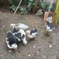 ۶ عدد جوجه گلین قلم سیاه وطوسی|حیوانات مزرعه|بهنمیر, |دیوار