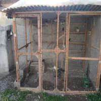 قفس چوبی کبوتر|لوازم جانبی حیوانات|کیاکلا, |دیوار