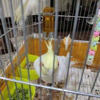 فروش عروس هلندی نر|پرنده|فولادشهر, B2|دیوار