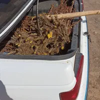 نهال زرشک وعناب از کشاورز|خدمات باغبانی و درختکاری|بیرجند, |دیوار