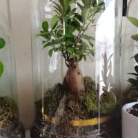 بنسای شیشه ای