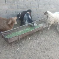 بره فروشی عروسک کله بور نر.وبورماده ست|حیوانات مزرعه|سرایان, |دیوار