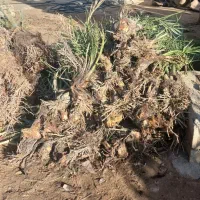 فروش نخیلات جنوب با کیفیت ترین محصولات استان