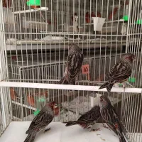 قناری نگرو موزایکی قرمز اورجینال|پرنده|اصفهان, زوان|دیوار