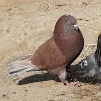 کبوترای اصیل قیمت تو متن نوشتم بخانید تشکر|پرنده|هشتگرد, شهرک اداری|دیوار