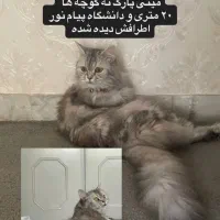 گربهمیکس پرشین دی ای اچ گمشده