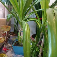 گل مناسب برای رستوران بانک ،شرکت عالی و سرحال|گل و گیاه طبیعی|شهرکرد, |دیوار