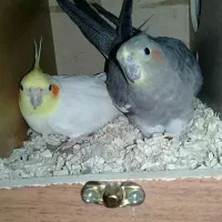 عروس هلندی مولد
