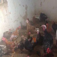 انواع مرغ خروس و بوقلمون|حیوانات مزرعه|سبزوار, امیر کبیر|دیوار