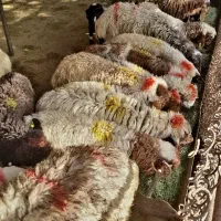 گوسفند زنده نصفگوشت ضمانتی/شرق تهران*تهرانپارس|حیوانات مزرعه|تهران, تهرانپارس شرقی|دیوار