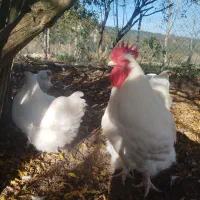 جفت اورپینگتون وایت