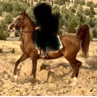 اسب|اسب و تجهیزات اسب‌سواری|شیراز, قلات|دیوار