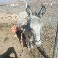 خر ماده آبستن خر گله|حیوانات مزرعه|میمه, |دیوار