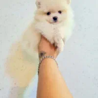 پامرانین خرسی عروسکی|سگ|اصفهان, پینارت|دیوار