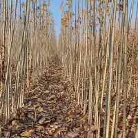 30 بزن رو آگهی تا همه اطلاعات رو بفهمی|گل و گیاه طبیعی|بروجرد, |دیوار