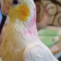 یک عدد طوطی عروس هلندی گمشده