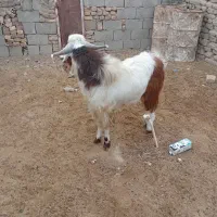 کهره نرچاق|حیوانات مزرعه|نیمروز, |دیوار