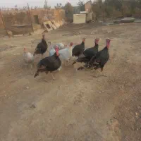 بوقلمون فروشی به علت کم بود جا|حیوانات مزرعه|هشتگرد, هشتگرد قدیم|دیوار