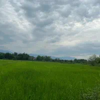 ۲۰۰۰متر زمین شالیزار