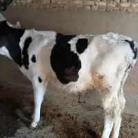 گوساله نر جنس عالی