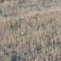 ۱۰هکتار زمین کشاورزی ابی جا گندم  اجاره داده میشود