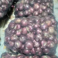 پیاز قرمز|عمدهفروشی|اشنویه, |دیوار