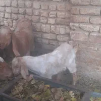 بز بزغاله|حیوانات مزرعه|جوادآباد, |دیوار