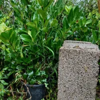 فروش یاس هلندی و پالم واشنگتن|گل و گیاه طبیعی|کلاچای, |دیوار