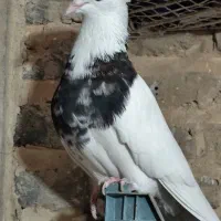 طوقی و اشعل سیاه|پرنده|شوشتر, |دیوار