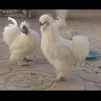 تخم مرغ ابریشمی نطفه دار