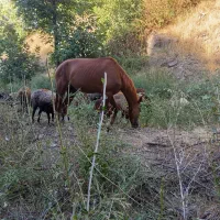 مادیون گله ای