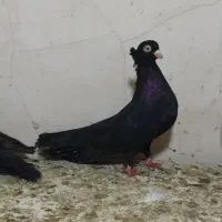 دو‌عدد‌صرب‌ماده‌تضمینی