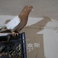 سینه زرد طلایی دو کت