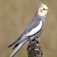 عروس نرو ماده مولد و جوان