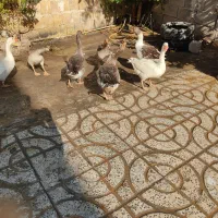 غاز گوشتی و تخم گذار دره‌شهر|حیوانات مزرعه|دره شهر, |دیوار