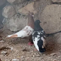 کبوتر سینه ای