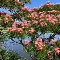 درخت ابریشم ، نهال ابریشم ،گلخانه نهالستان در مشهد|گل و گیاه طبیعی|مشهد, خواجه ربیع|دیوار