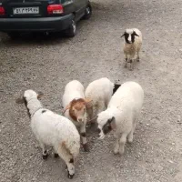 3بزقاله 5بره تالشی|حیوانات مزرعه|شاندرمن, |دیوار