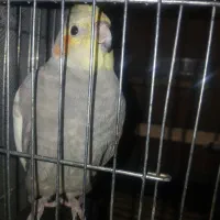 عروس هلندی و مرغ عشق نر سخنگو