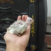 گم شده عروس هلندی